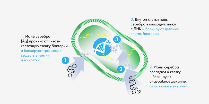 Kak_iony_serebra_Ag_vliyayut_na_kletku_bakterii.png